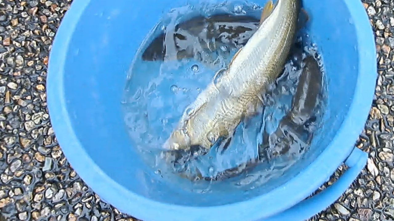 青いバケツの中で暴れるつかまえた鮎
