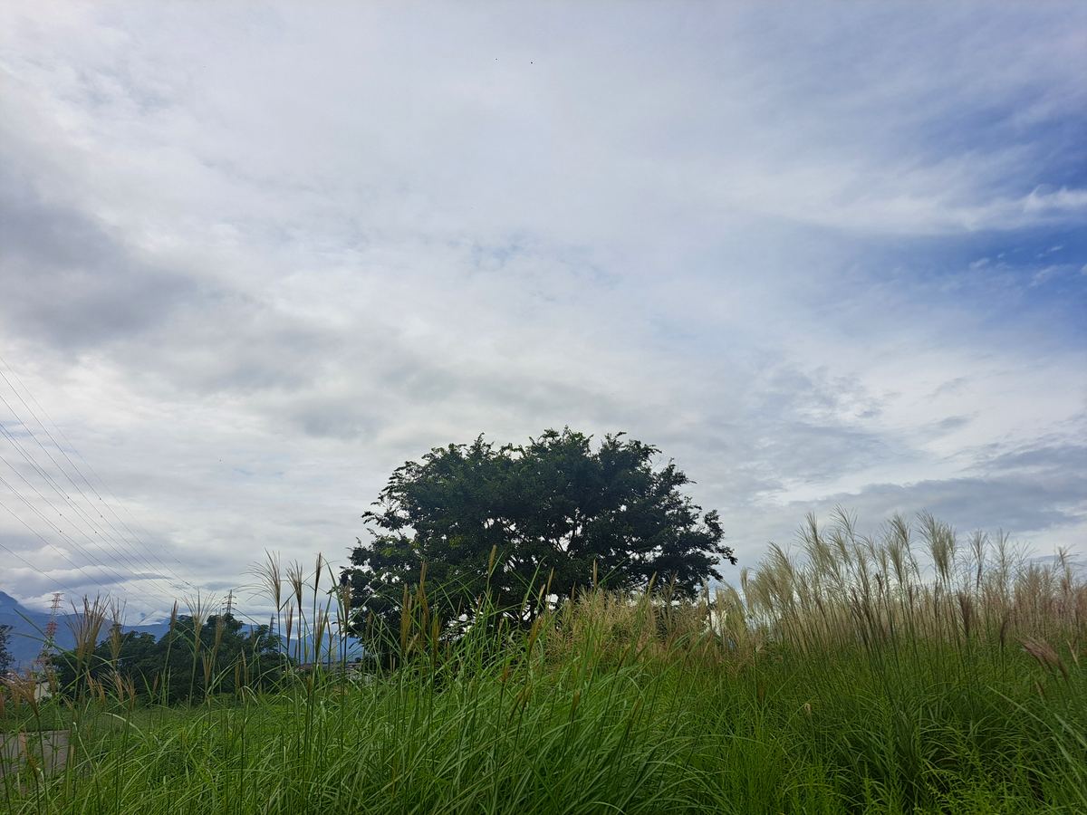 草原に立つ一本の木と、広い空