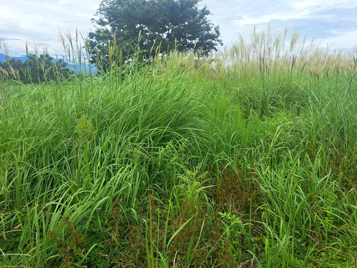 9月の田舎道。背の高い草が茂り、奥に一本の木と山が見える