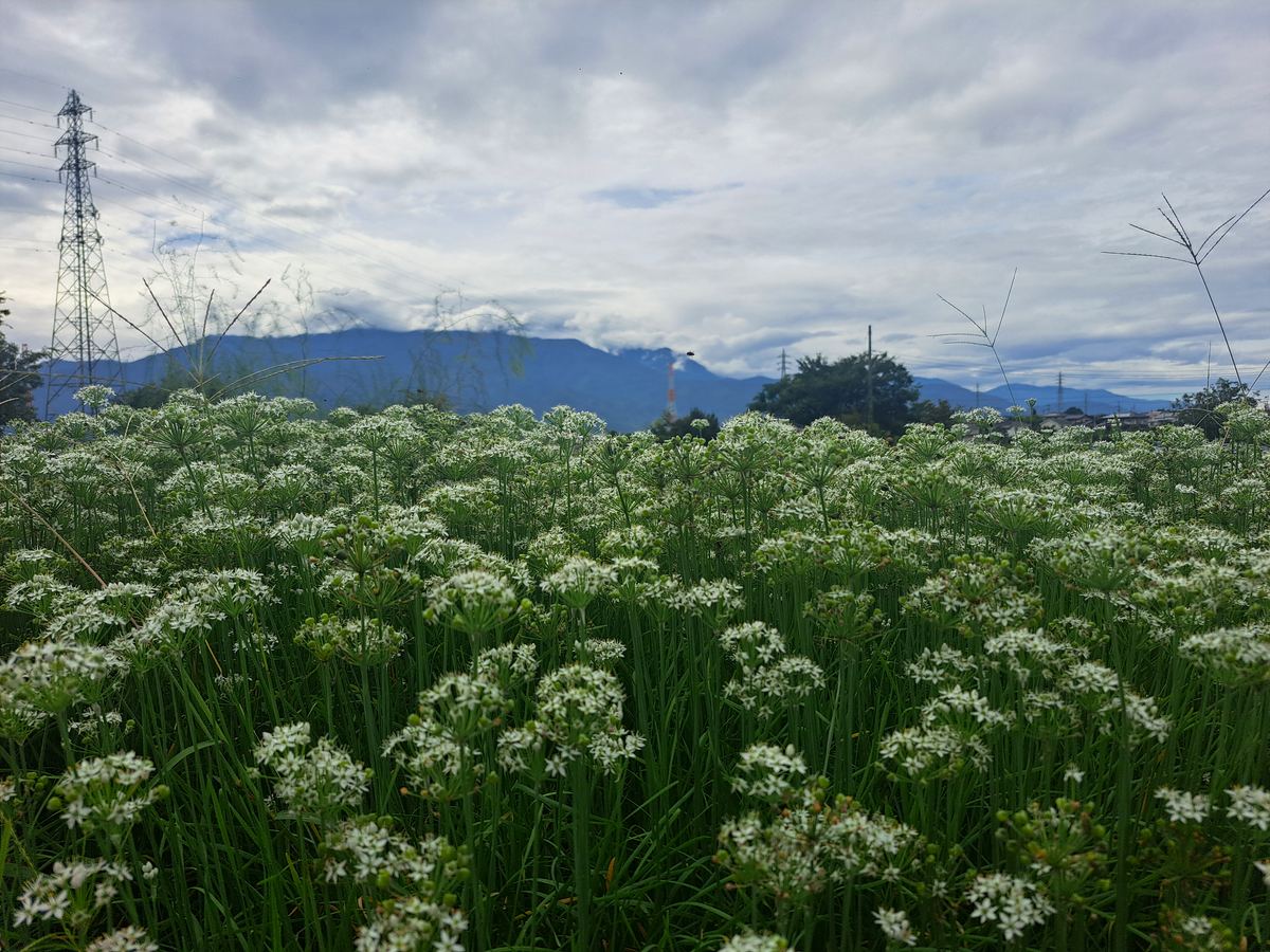一面に咲く白い花と、奥に見える山