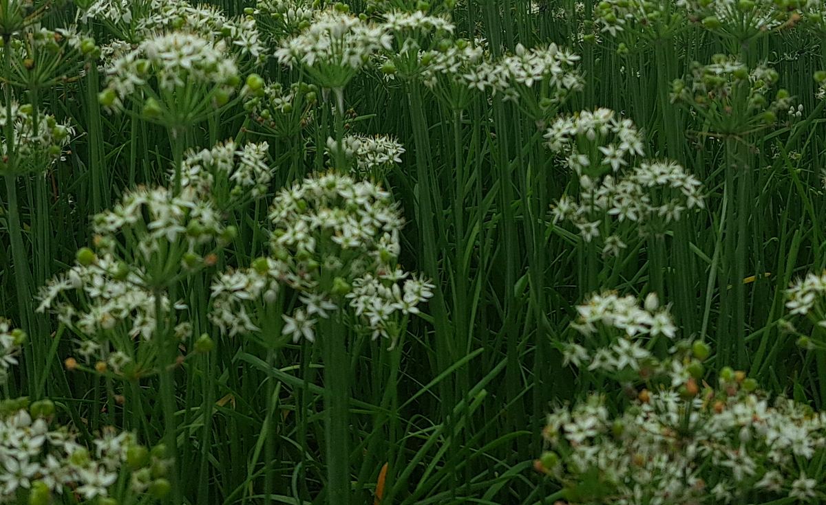 ニラの花のアップ。白い星形の小花が半球状に集まっている