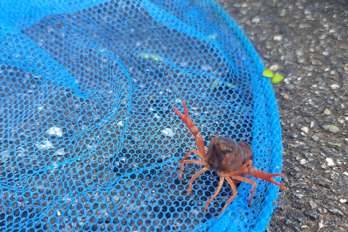 青い網の上にいるアメリカザリガニ